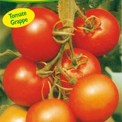 tomate lothar hybride f1